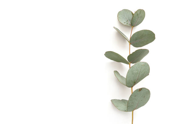Natural eucalyptus branch with green leaves isolated on white background, mockup for design stock photo