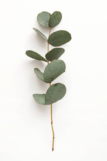 istock Natural eucalyptus branch with green leaves isolated on white background, mockup for design 1405979350
