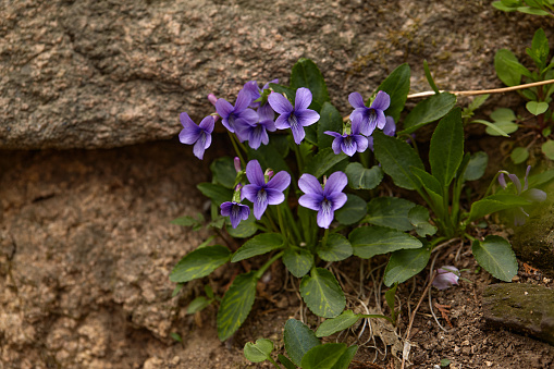 Cluster of wild violets growing outdoors
