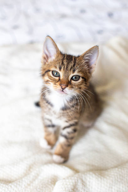istock Sleepy cute kitten sitting on white bed at home. 1405980914