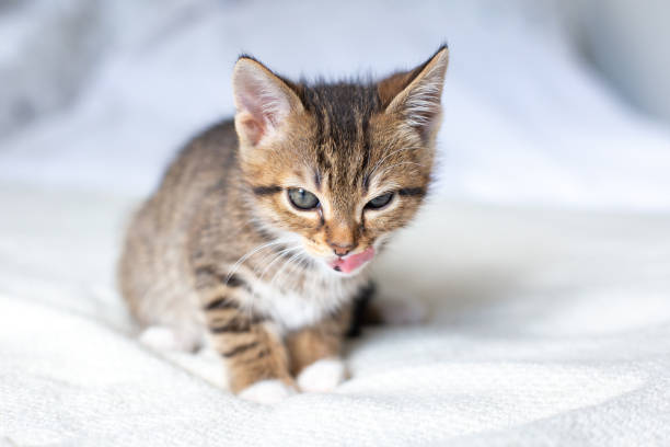 istock Sleepy cute kitten sitting on white bed at home. 1405980915