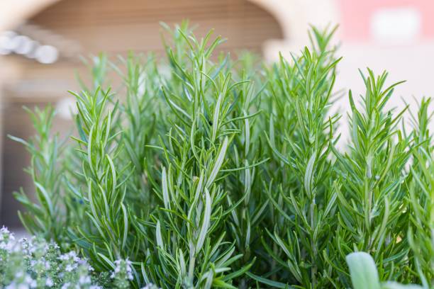 istock Rosemary, aromatic edible plant. 1405980982