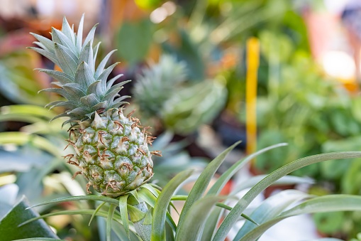 Pineapple on display at a market. Focus is on the foreground pineapple.