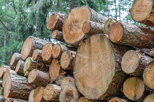 stacked logs in coniferous forest