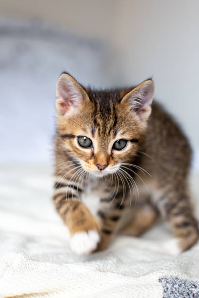 istock Sleepy cute kitten going on white bed at home. 1405981181