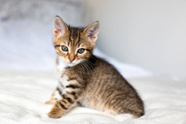 istock Sleepy cute kitten sitting on white bed at home. 1405981182