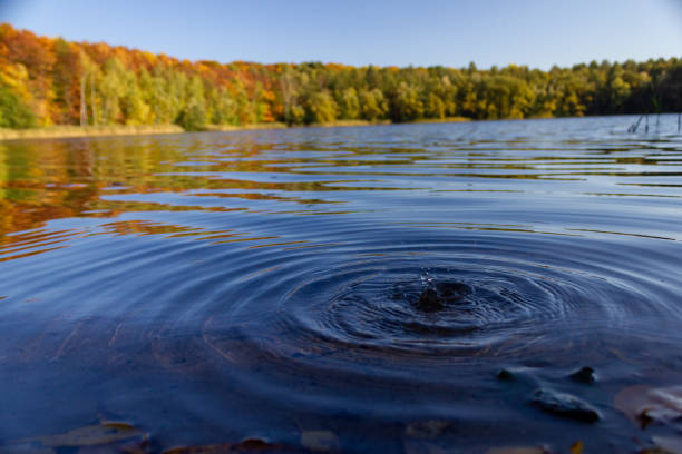 istock Forest lake in autumn 1405981717