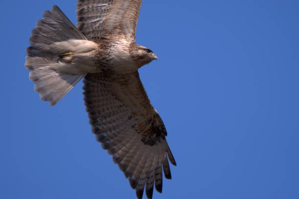 istock Eastern Buzzard flying in the blue sky 1405981974