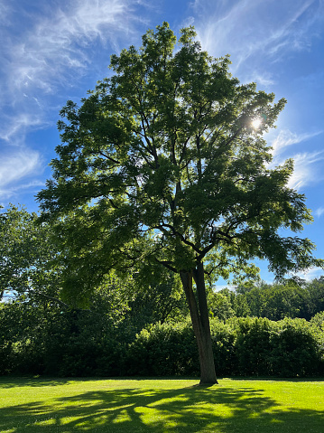Tree in Summer, Valley Forge National Historic Park, King of Prussia, Pennsylvania, USA