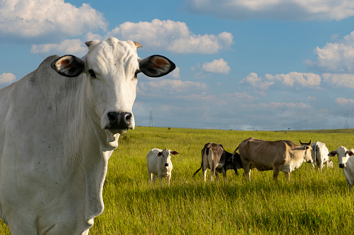 detalle del ganado nelore en el pasto con rebaño photo