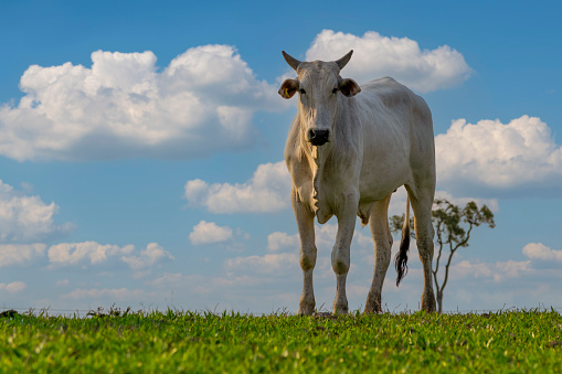 nelore cattle in the pasture with blue sky