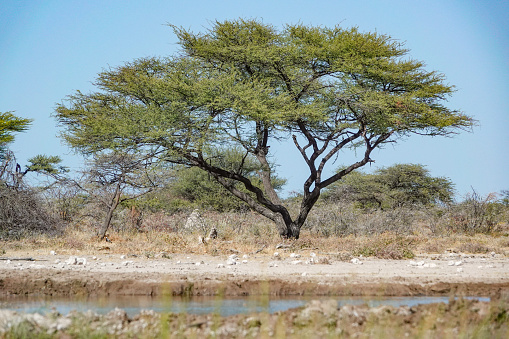 Umbrella Acacia Tree (Acacia tortilis) at Etosha National Park in Kunene Region, Namibia. Also known as the Umbrella Tree.