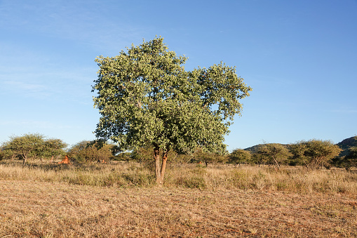 Kalahari Apple Leaf Tree (Philenoptera nelsii) in Omboroko Mountains at Otjozondjupa Region, Namibia