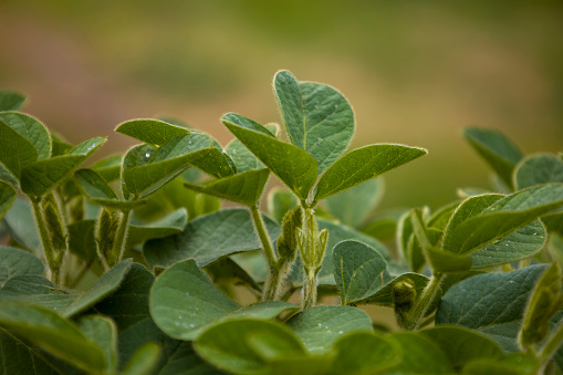 Young soybean leaves blurred background.