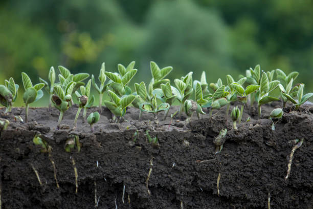 istock Young shoots of soybeans with roots. Blurred background. 1405986643