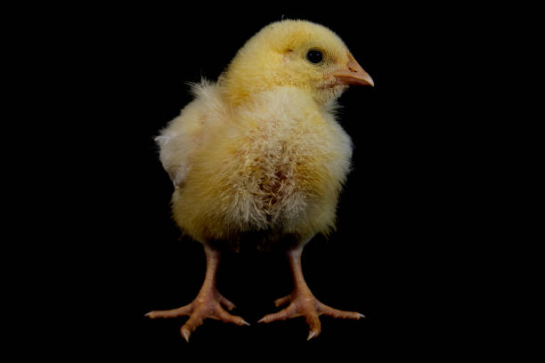 istock Small broiler chicken isolated on black 1405989419