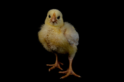 Small broiler chicken isolated on black
