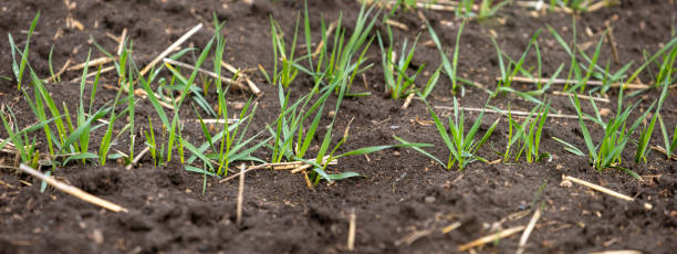 istock Row of young winter wheat 1405989481