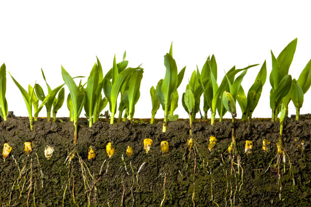 istock Young shoots of corn with roots isolated on white 1405989576