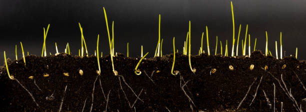 istock Sprouted wheat grain in the soil. Wheat shoots. Panorama. 1405989640