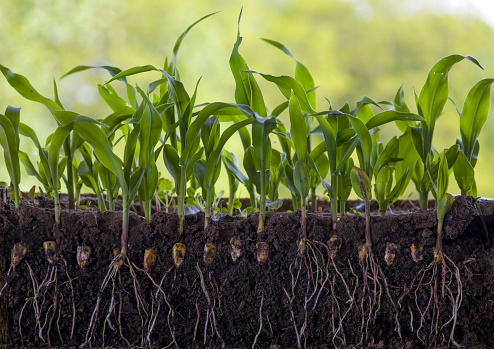 Young shoots of corn with roots isolated on white