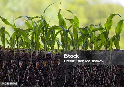 istock Young shoots of corn with roots isolated on white 1405989945