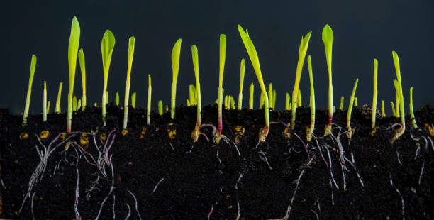 istock shoots of young corn with roots on a black background. 1405989968