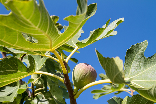 Fig tree (Ficus carica) fruit that hangs on branch to sunny day, close-up