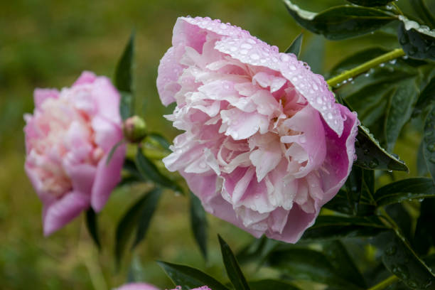 istock Pink peony flower. Blurred background. 1405990319