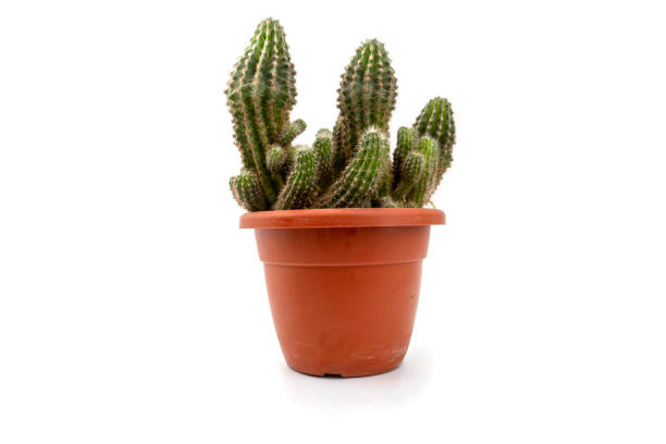 istock cacti in pot isolated on white 1405990363