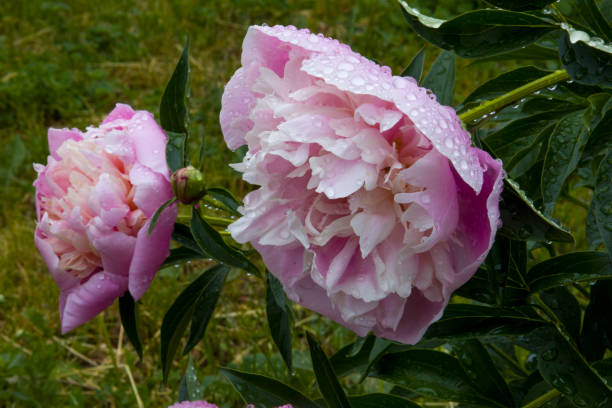 istock Pink peony flower. Blurred background. 1405991028