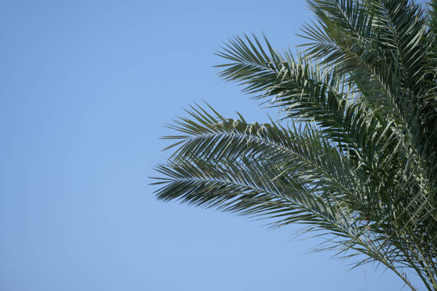 istock A fragment of a palm tree against a clear blue sky 1405991399