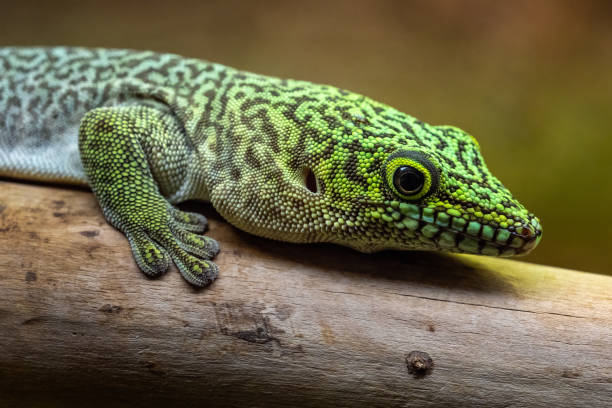 istock Standing's day gecko, Phelsuma standingi 1405991532