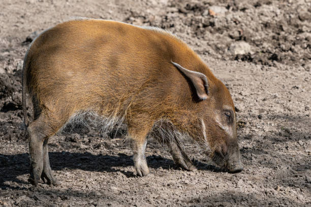 istock Red River Hog (Potamochoerus porcus) looking for food. 1405991544