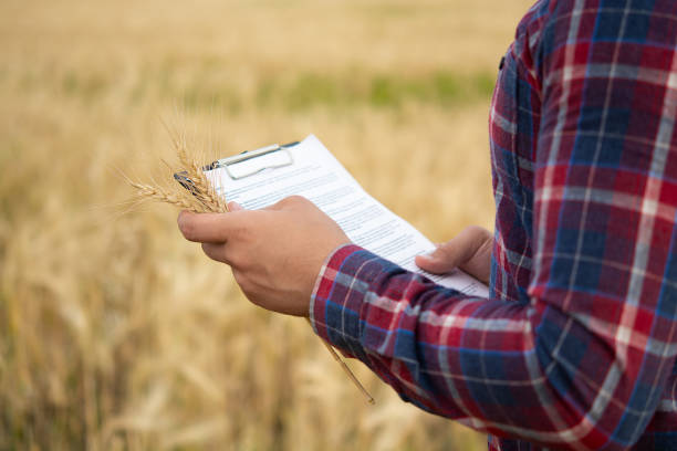 istock Smart farming using modern technologies in agriculture. Man agronomist farmer with digital tablet computer in wheat field using apps and internet, selective focus. A man holds ears of wheat in his hand. 1405991649