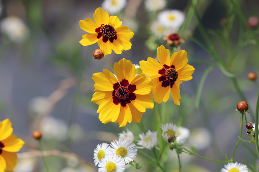 Yellow and chocolate brown colored Flowers of \