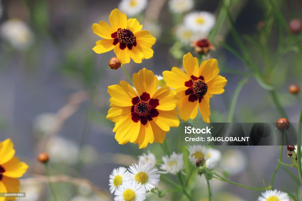 Yellow and chocolate brown colored Flowers of "Harushagiku (golden tickseed) Blooming in the field, with other white flowers. Agricultural Field Stock Photo