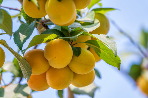 Many apricot fruits on a tree in the garden on a bright summer day. Ripe apricot fruits hang on the branch of the tree. Organic fruits. Healthy food. Ripe apricots.