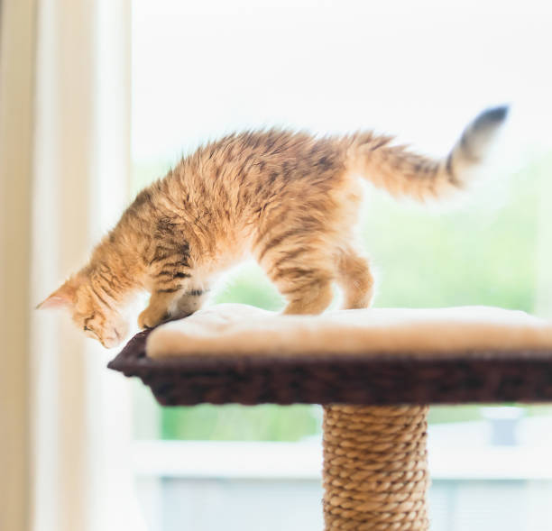 istock Young fluffy red kitten plays on cats tree at window background. 1405993347