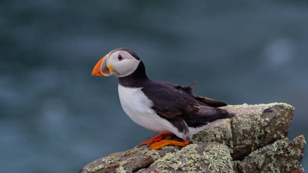 istock Puffin looking out to sea from a rock perch 1405993562