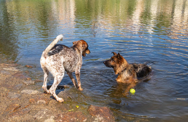 istock A purebred German shepherd dog plays catch with another dog 1405993813