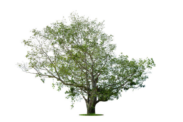 istock Trees isolated on white background, tropical trees isolated used for design, advertising and architecture 1405995122