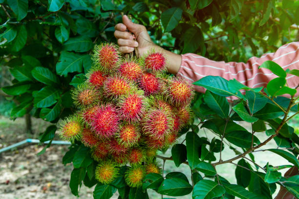 les jardiniers fruitiers en thaïlande ramassent le ramboutan dans le jardin - ramboutan photos et images de collection