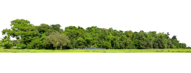 istock View of a High definition Treeline isolated on a white background 1405995310