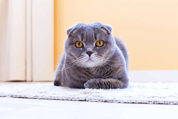 istock The gray cat is lying down and staring intently into the eyes 1405995349