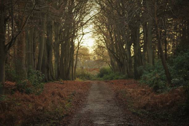 istock Moody Woodland Path 1405996371