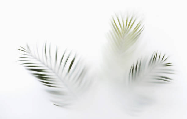 istock Summer palm tree branches in the tropics mystic magic mist and haze. Creative minimal summer concept. 1405996378