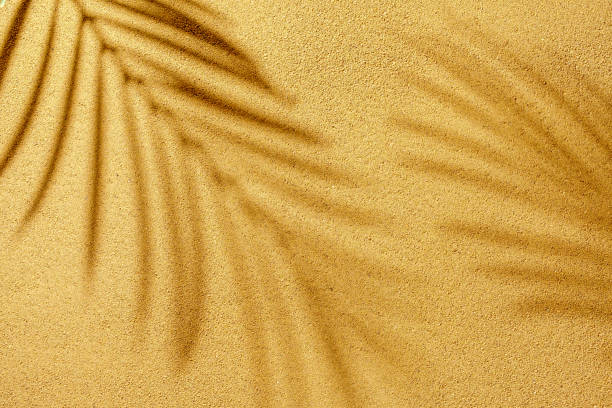 istock Palm shadow branches on a textured sea beach in sunlight 1405996433