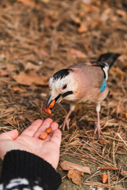 istock A jay eats nuts from a woman's hand. Human interaction with the wild world 1405998268