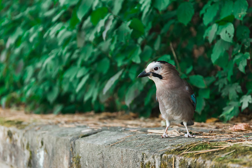 A jay is sitting on a rock against a background of green leaves